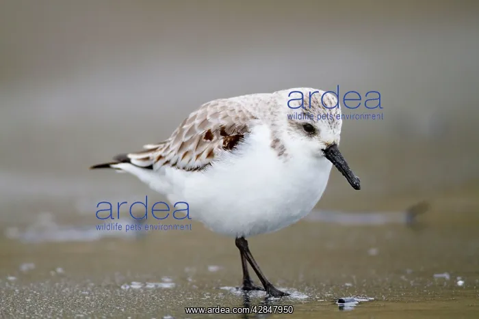 : Sanderling : Sanderling