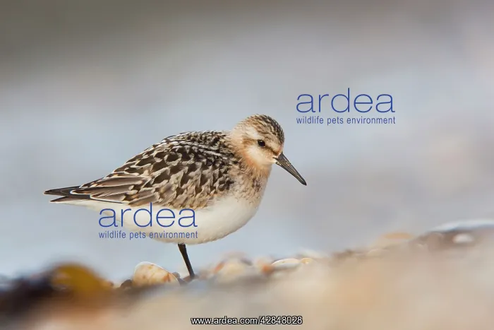 : Sanderling : Sanderling