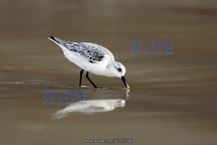 : Sanderling : Sanderling