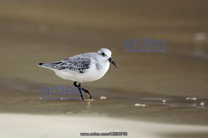 : Sanderling : Sanderling