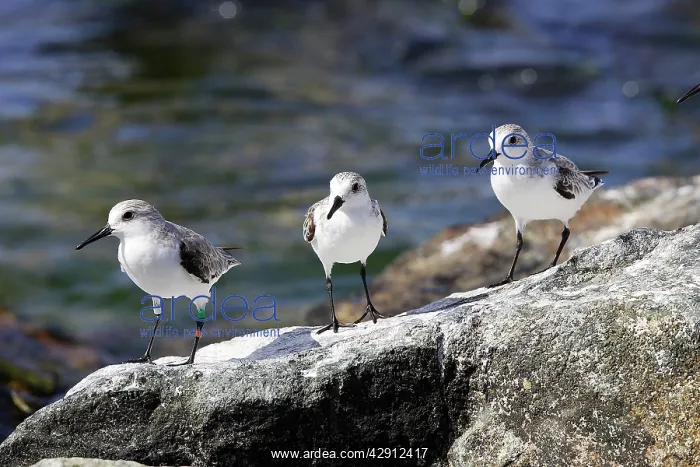 : Sanderling : Sanderling
