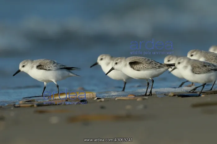 : Sanderling : Sanderling