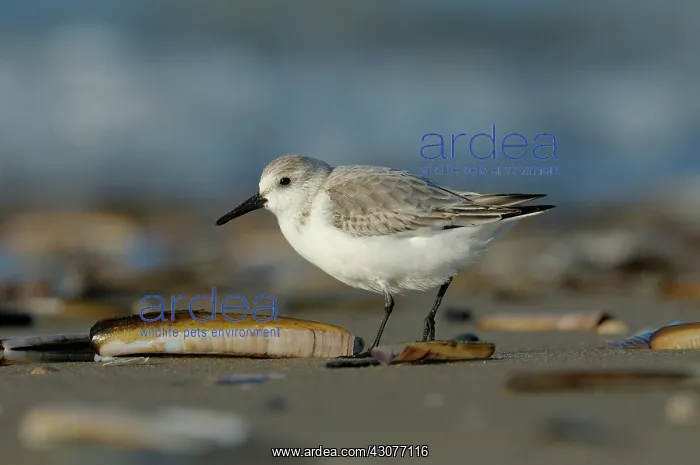 : Sanderling : Sanderling