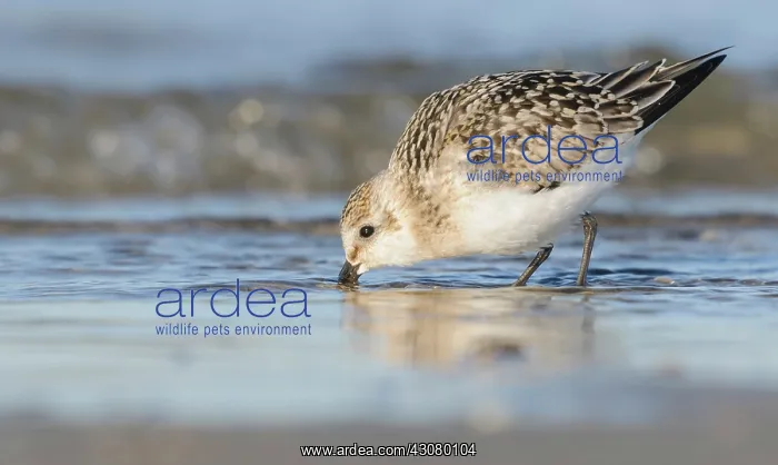 : Sanderling : Sanderling