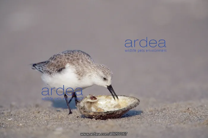 : Sanderling : Sanderling