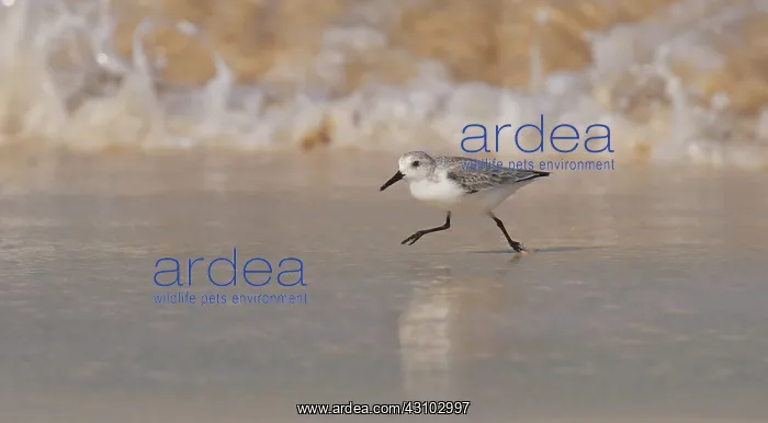 : Sanderling : Sanderling
