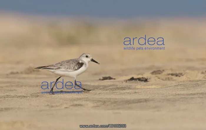 : Sanderling : Sanderling