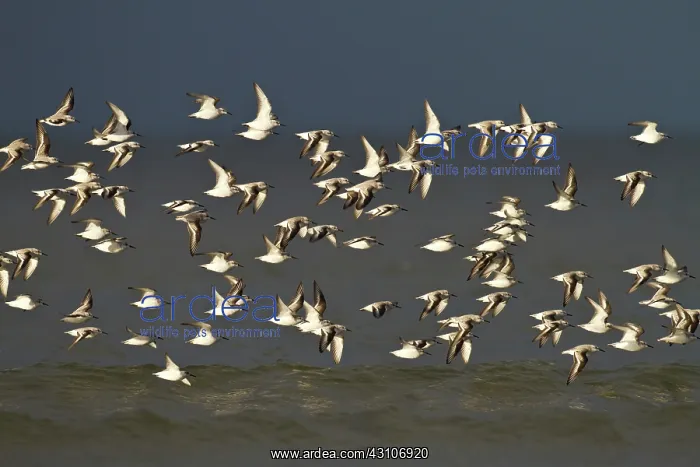 : Sanderling : Sanderling