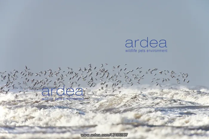  : Sanderling