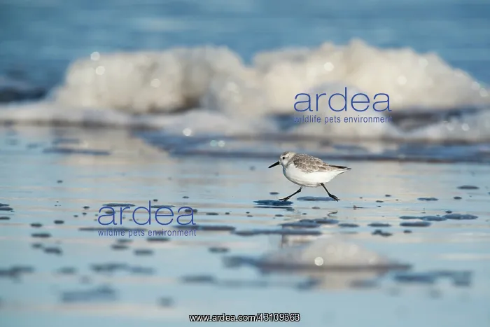  : Sanderling