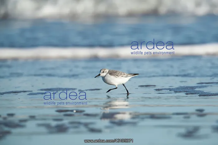  : Sanderling