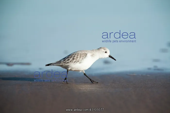 : Sanderling : Sanderling