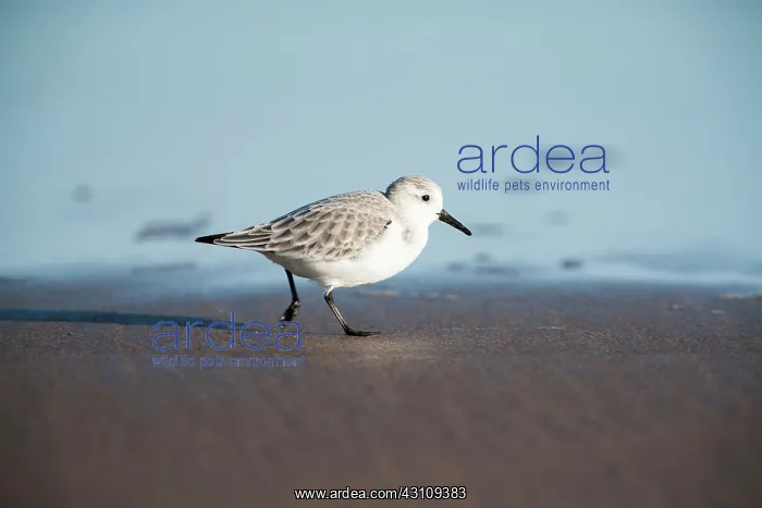  : Sanderling