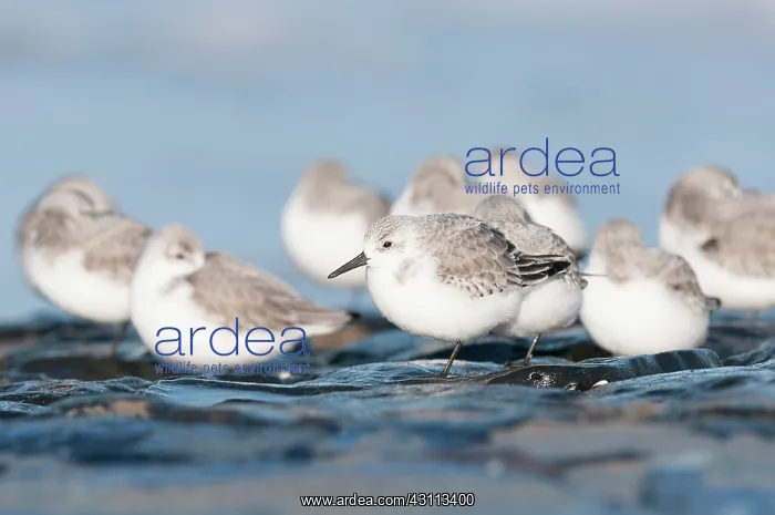 : Sanderling : Sanderling