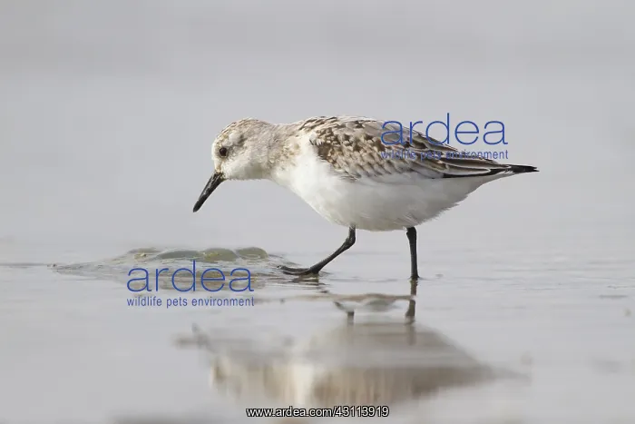 : Sanderling : Sanderling