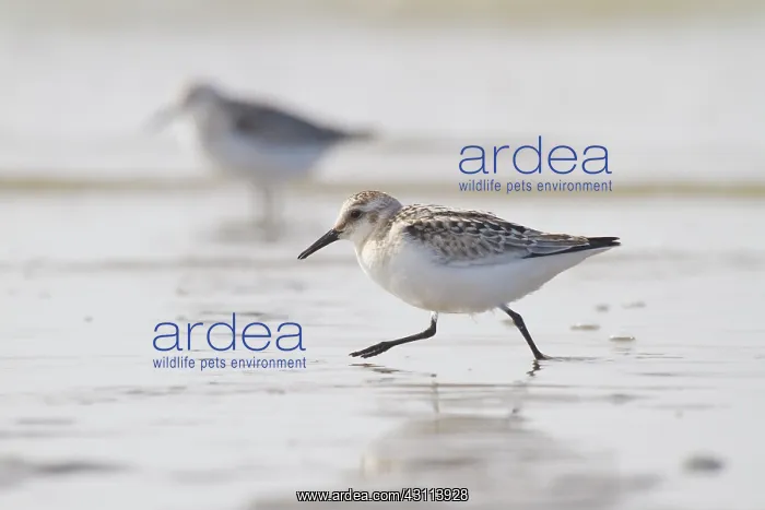 : Sanderling : Sanderling