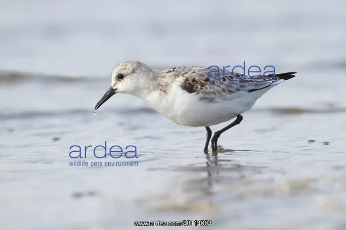 : Sanderling : Sanderling