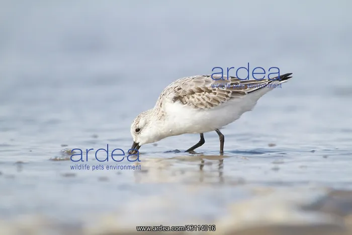 : Sanderling : Sanderling