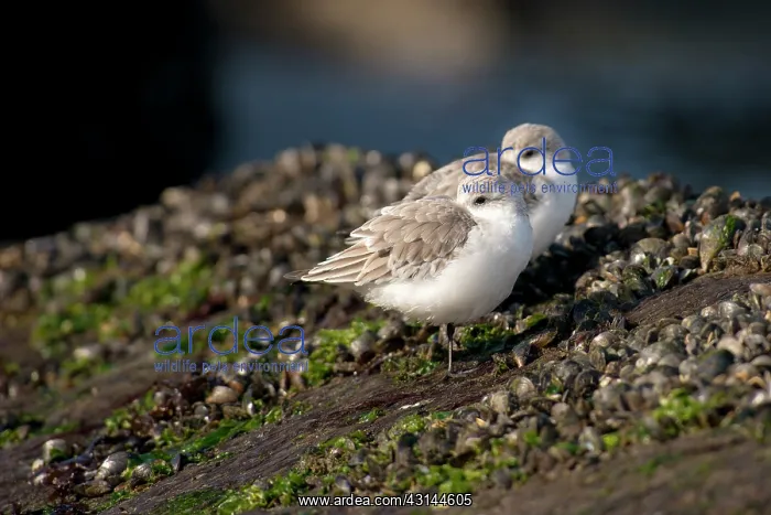 : Sanderling : Sanderling