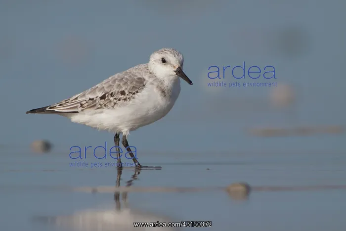 : Sanderling : Sanderling