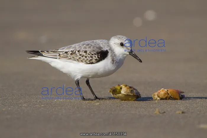 : Sanderling : Sanderling