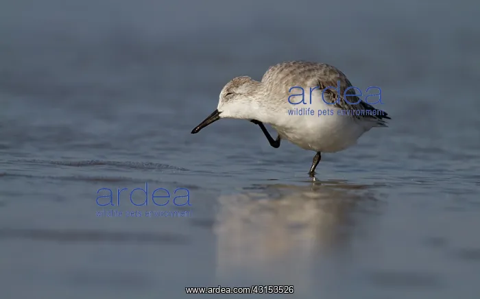 : Sanderling : Sanderling