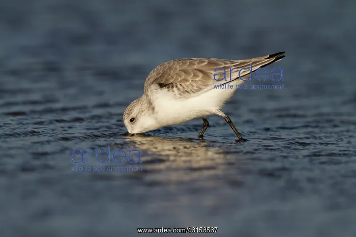 : Sanderling : Sanderling