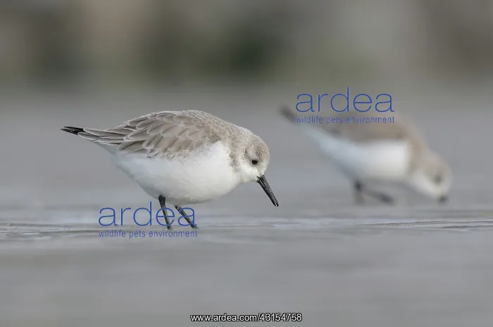 : Sanderling : Sanderling