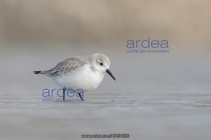 : Sanderling : Sanderling