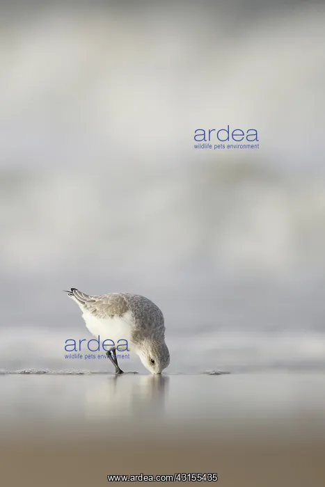 : Sanderling : Sanderling