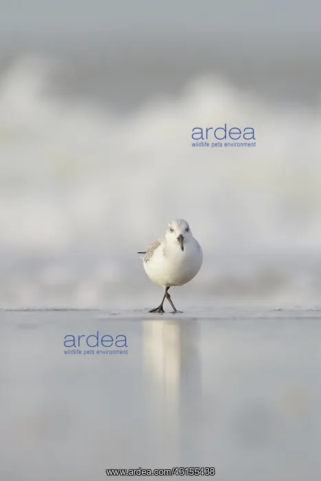 : Sanderling : Sanderling
