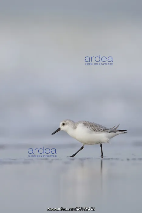 : Sanderling : Sanderling