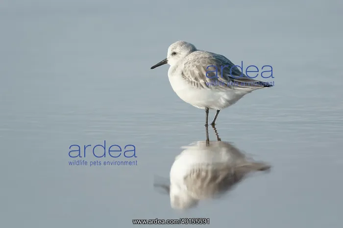 : Sanderling : Sanderling
