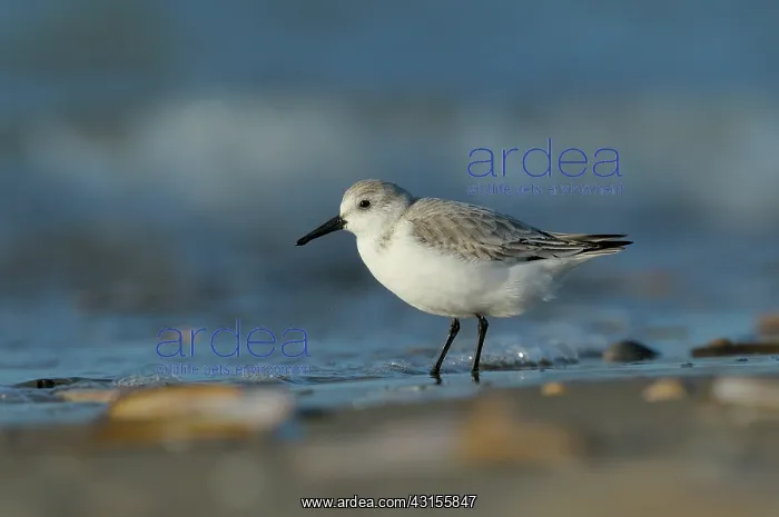 : Sanderling : Sanderling