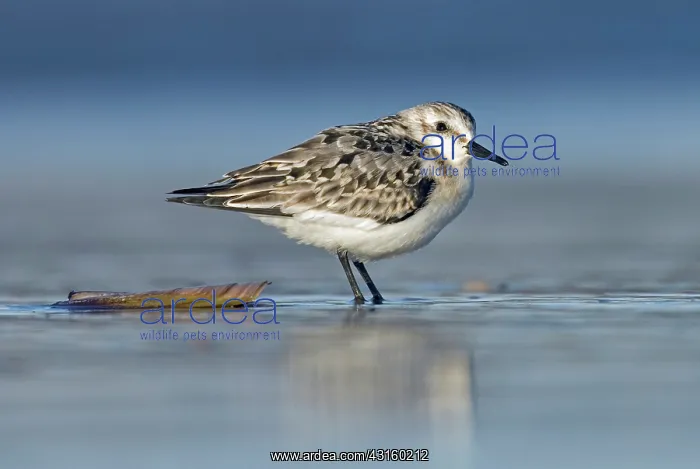 : Sanderling : Sanderling