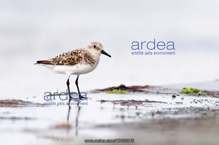 : Sanderling : Sanderling