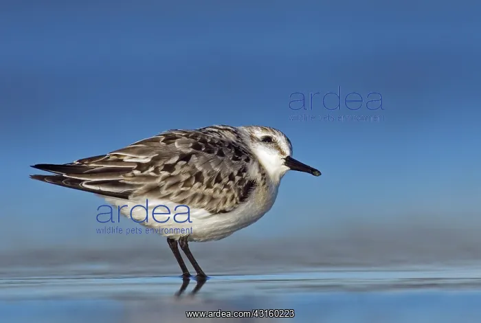 : Sanderling : Sanderling
