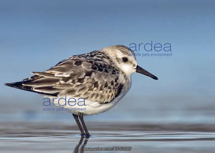 : Sanderling : Sanderling