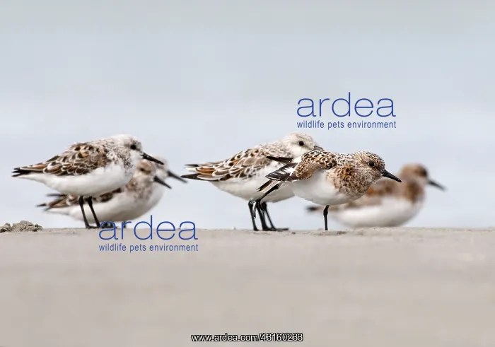: Sanderling : Sanderling