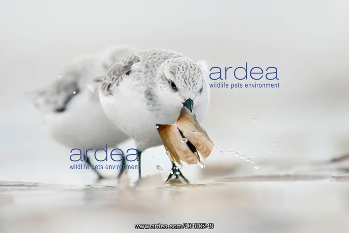 : Sanderling : Sanderling