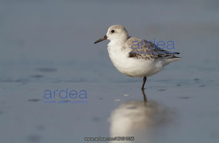 : Sanderling : Sanderling