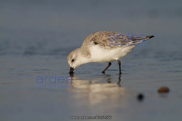 : Sanderling : Sanderling