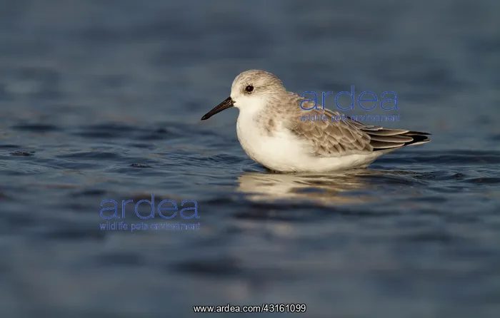 : Sanderling : Sanderling