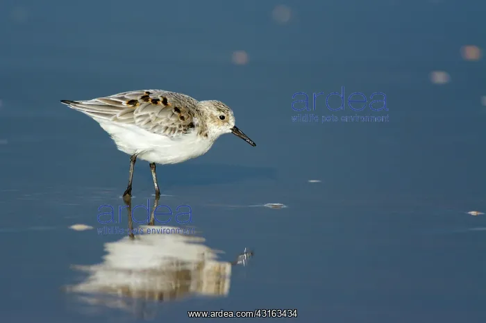 : Sanderling : Sanderling