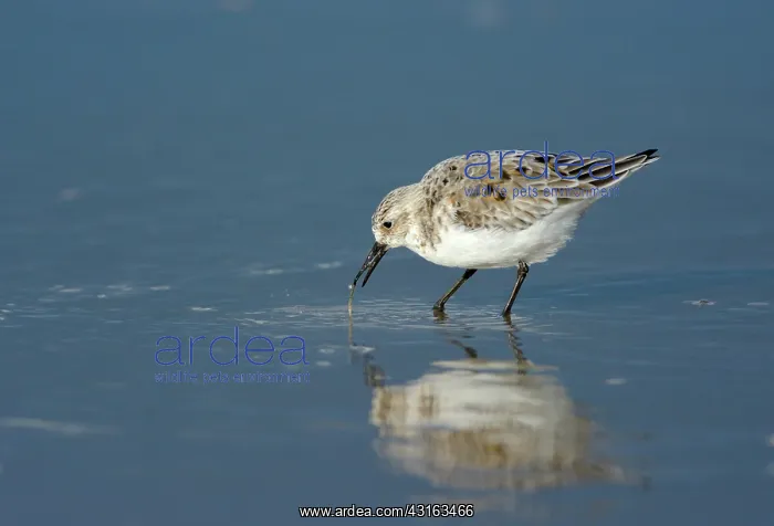 : Sanderling : Sanderling