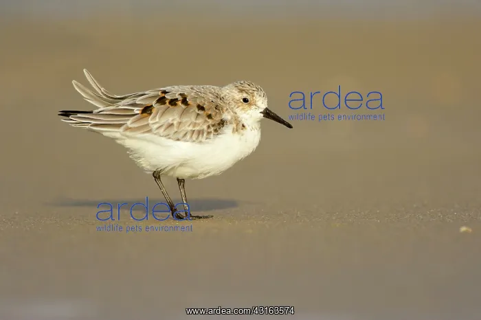: Sanderling : Sanderling