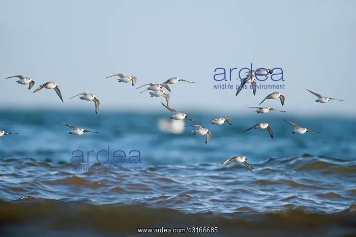 : Sanderling : Sanderling