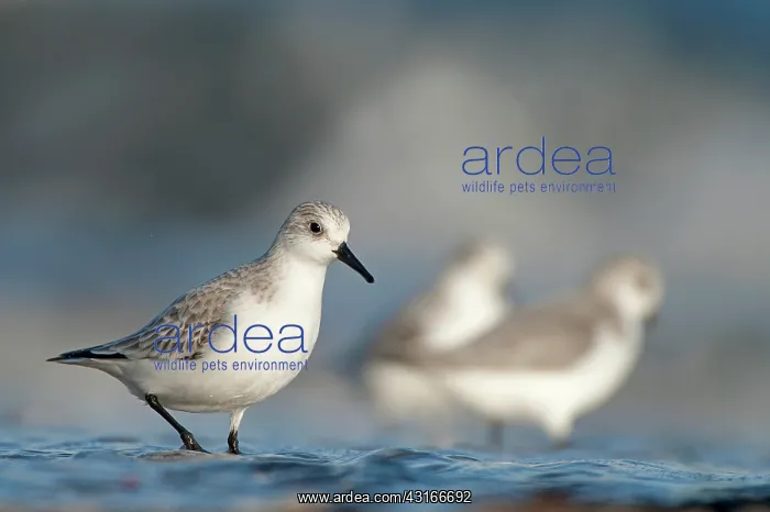 : Sanderling : Sanderling