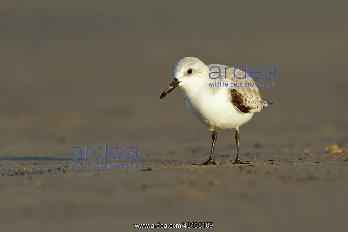 : Sanderling : Sanderling