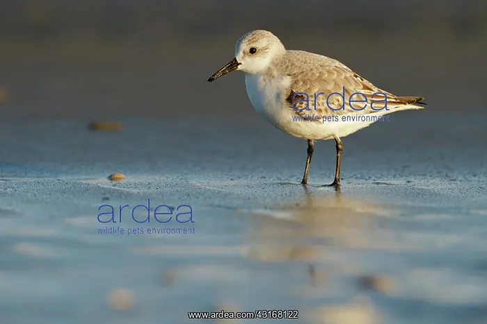 : Sanderling : Sanderling